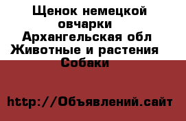 Щенок немецкой овчарки - Архангельская обл. Животные и растения » Собаки   